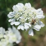 蜜蜂と白い花